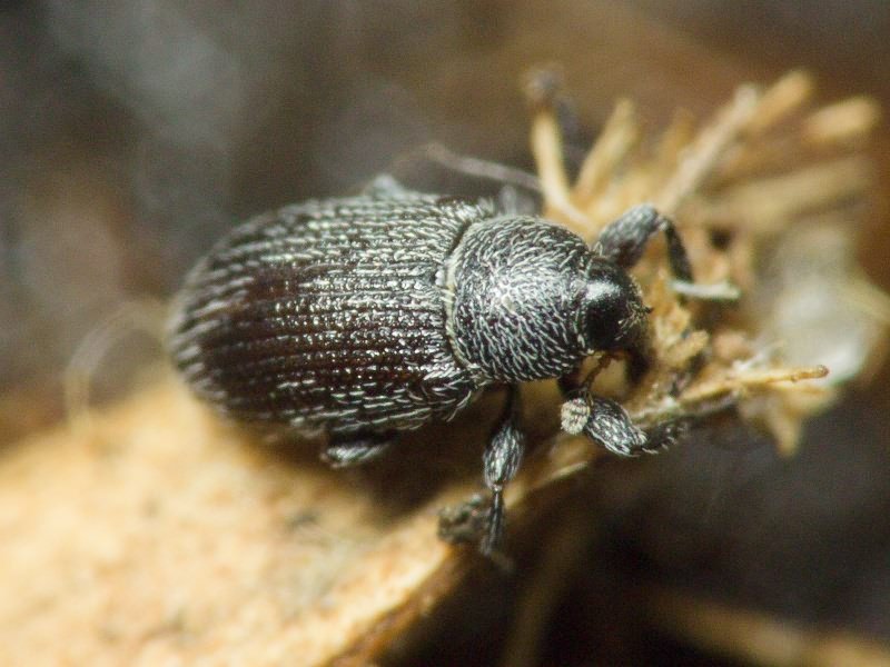 Gymnetron melanarium Germar, 1821